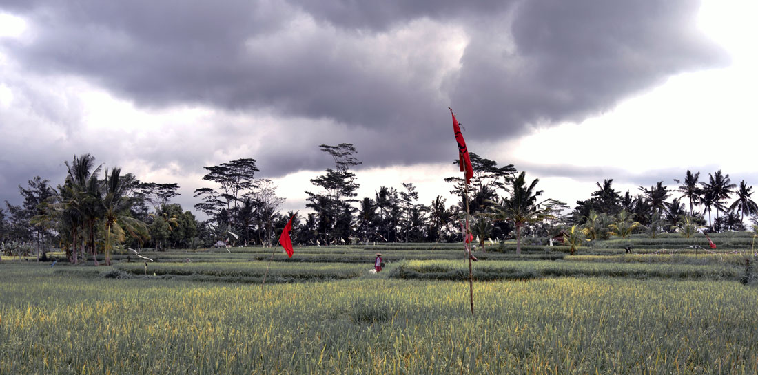 paysage-bali-06