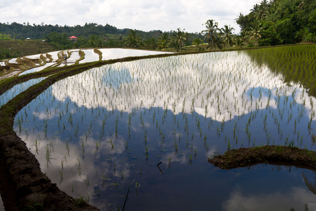 paysage-bali-10